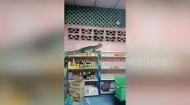 Godzilla monitor lizard wanders into grocery store in Thailand
