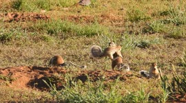 Wrestling African ground squirrels in slow motion