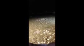 Thousands of fish like to listen to music and dance to the music