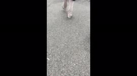 Long line at the medical center for the covid-19 vaccination in Brno, Czech Republic