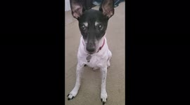 My dog always begs for food. He eats 3 times a day!! He is always begging for human food@!