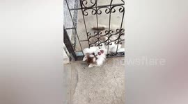 Pet Siberian Husky pretends to be stuck in steel fence to get the attention of his owner