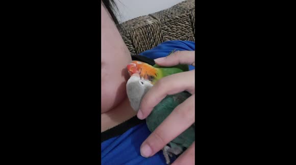Lovebirds Cuddling and Giving Smooches to Each Other