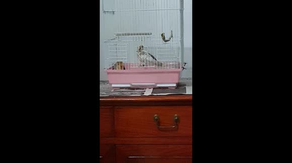 A Pet Lovebird Figured Out How to Escape from Her Cage