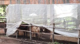 Thai zoo fumigated after outbreak of ‘lumpy skin disease’ among animals