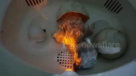 Commemorating Pancasila Day, a Javan Eagle Child Born in Indonesia's Miniature Park