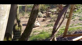 Arctic fox antics, playing with a ball like a small dog