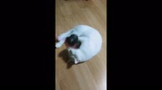 temp
