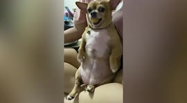 Overprotective Chihuahua snaps at owner for trying to take quail egg in her mouth