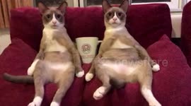 Amusing footage shows cats with synchronized head movements