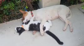 Adorable footage shows dog, cat sweetly cuddling