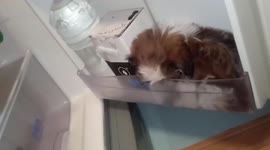 Hot dog! Shih Tzu finds shelter in fridge to escape sweltering heat