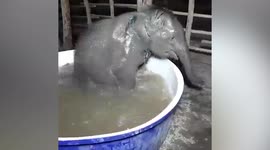Rescued baby elephant splashes around in mini-paddling pool at wildlife sanctuary