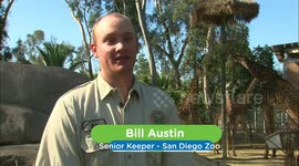 A Newborn Giraffe Calf Takes His First Steps