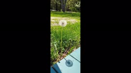 Cheery dandelion blooms where it is planted and dances in the breeze