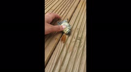 Family nurse tiny bird back to health after it drops into their garden