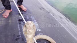 Wildlife officials rescue three snakes trapped in irrigation pond in India