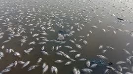 Thousands of fish carcasses litter Indian lake seeing locals point towards pollution