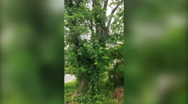 Listen to the deafening sound of trillions of cicadas emerging from the ground in the US for the first time in 17 years