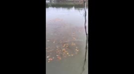 School of fish swarm lake's surface seconds after food is thrown