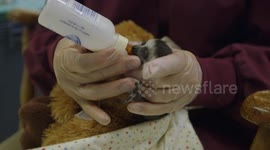 Vets at San Diego Zoo care for tiny ring-tailer lemur baby until mum is ready
