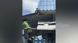 Python dives 20ft from roof into water while hunting dinner in Thailand