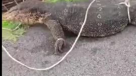Kind residents save monitor lizard tangled in cable