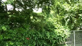 17 Year Brood X Cicadas Loud Noise in Maryland Backyard