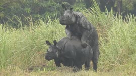 Rare sighting of rhinos mating at famed Kaziranga National park in east India
