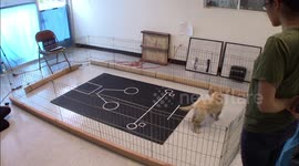 Puppies are born with 'human-like' social skills that enable them to communicate with people, reveals study