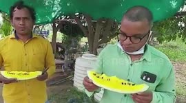 Indian farmer grows unique watermelons with vibrant yellow insides