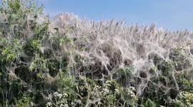 Ghoulish 100-foot-long caterpillar webs blankets rural road near Bawtry, UK
