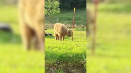 This hilarious video shows a Highland calf enjoying a game of swingball after invading a garden in Scotland