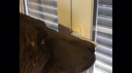 Bear in the house! The smart bear opens the windows himself.