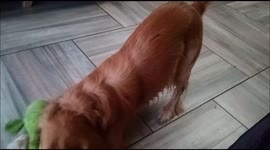 Locuras caninas.Con una gran fiebre de encantamiento.Amor,cariño espontáneo y grande