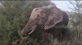 Coming so close to a wild elephant is amazing