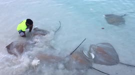 Feeding stingrays in crystal clear water of Maldives