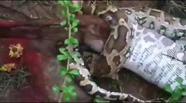 A python that engulfed an entire lamb and climbed near a tree in South India