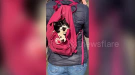 Quirky cat demands to be taken out for walks in his owner's rucksack and loves taking weekly baths