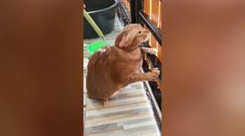 Pet cat sits still like a statue while being sprayed with water on hot afternoon