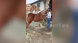 Playful goat struggles to hop on back of horse in Italy