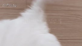 First meeting with MALLANG(Bichon Prize)