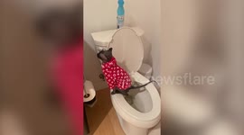 This clever cat has figured out how to use a HUMAN TOILET