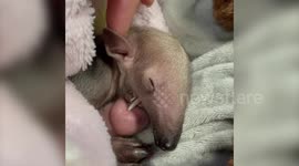 Watch as this adorable baby tamandua takes its first steps at zoo in Tacoma, Washington