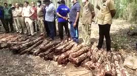 101 red sandalwood logs meant for smuggling seized in southern India