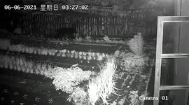 Bear wanders into villager's garden in northern China