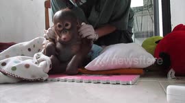 Endangered orangutan nursed back to health being rescued from a chicken coop as a baby
