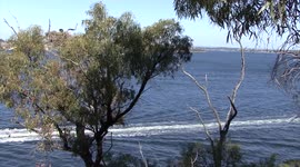 An Osprey chick in its nest with a river view – stretching, flapping, begging and exploring