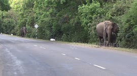 Elephant charges at motorcyclist as they attempt to drive past in Sri Lanka