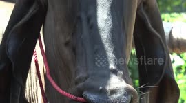 Struggling farmers plead for help after livestock infected with ‘lumpy skin disease’